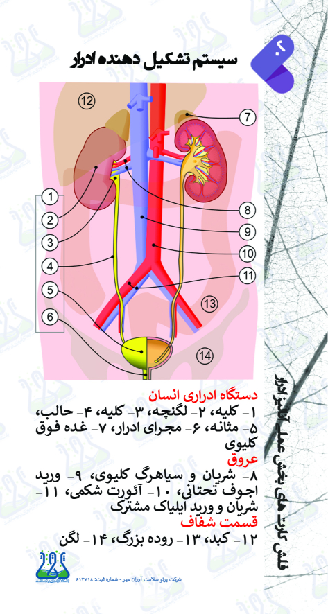 سیستم تشکیل دهنده ادرار